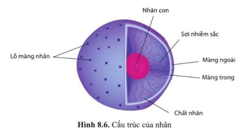 Giải Sinh 10 Bài 8