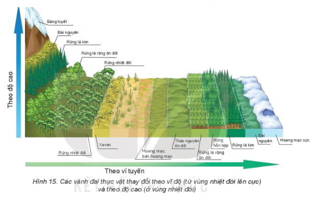 Dựa vào thông tin và hình 15 trong mục 3, hãy phân tích các nhân tố
