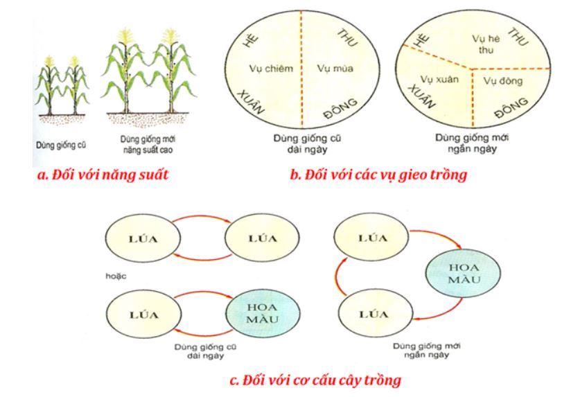 Vai trò của giống cây trồng