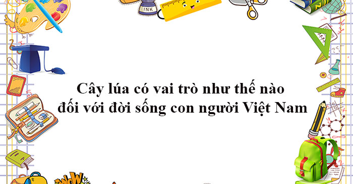 Cây lúa có vai trò như thế nào đối với đời sống con người Việt Nam