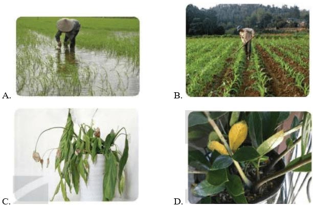 Đề thi giữa học kì 1 môn Công nghệ 7