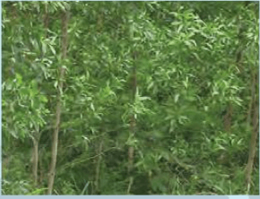 Đề thi học kì 1 môn Công nghệ 7 Chân trời sáng tạo