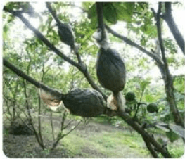 Đề thi học kì 1 lớp 7 môn Công nghệ