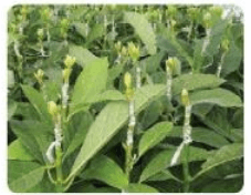 Đề thi học kì 1 lớp 7 môn Công nghệ