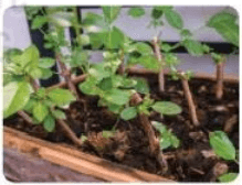 Đề thi học kì 1 lớp 7 môn Công nghệ