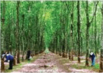 Đề thi học kì 1 lớp 7 môn Công nghệ