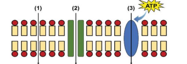 Đề thi học kì 1 Sinh 10